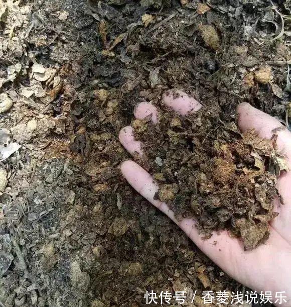 1把核桃垫盆底,不烂根、不招虫,疯长停不下来!