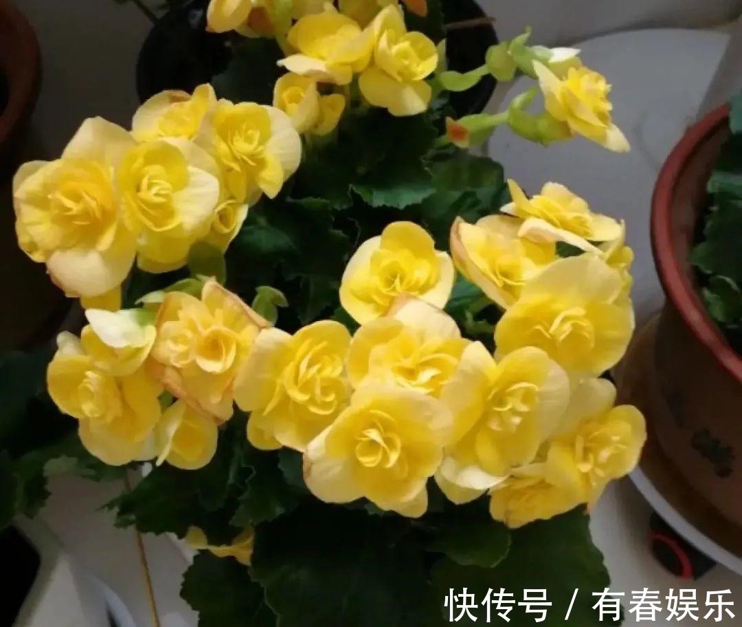 现在养花要重剪,剃光头,撸光叶,越狠越爆盆