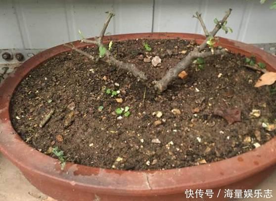 土质|茉莉花开花少，这不是问题，教你几招，花枝都是花苞