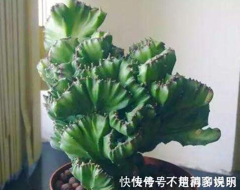 超哥|条件再差,这“3盆花”也要养一盆,镇宅又养人,除湿气、去异味