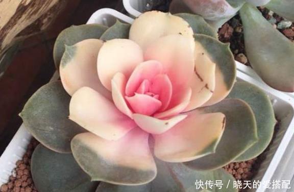 富贵竹|现在逛花市5种花不要买,虽然很漂亮,但是养活难度大,白花钱