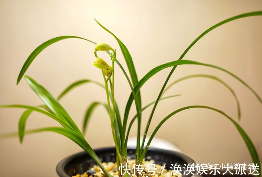 兰花|新手养兰，学会“3多3少”，兰花长得旺、常爆盆、开花多