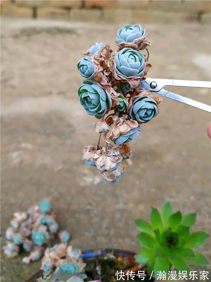 老少皆宜|农村爷爷养多肉,破缸、破鞋里都塞满,照样养的肥嘟嘟!