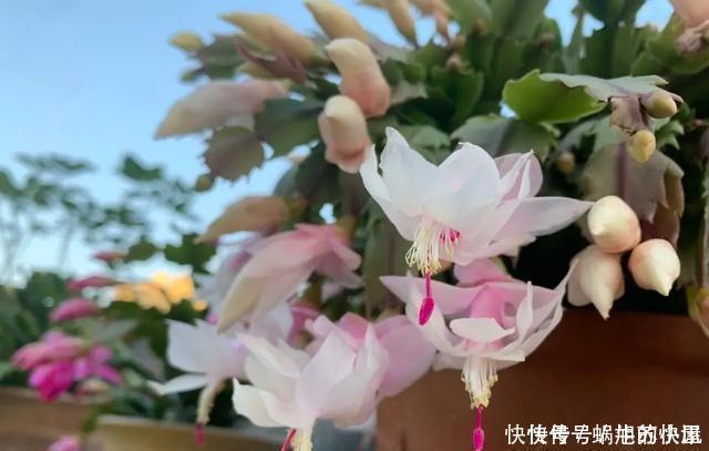 冬天养花，浇水有“4不”原则，防冻不烂根，冬天也能长势旺