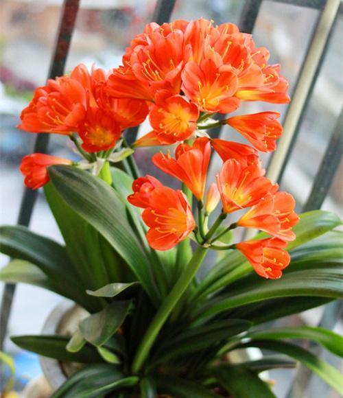 君子兰开花有口诀，牢记1多、1勤、1怕，15天抽花箭！