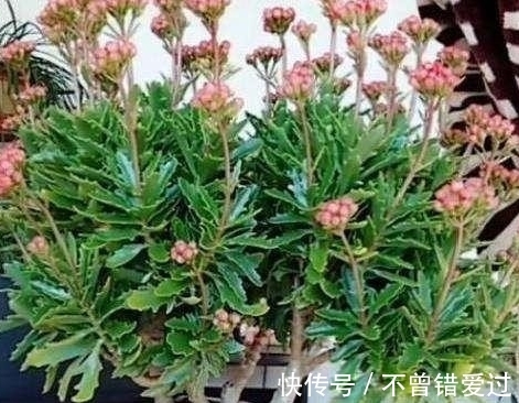 长寿花这样养,一年就能养成老桩