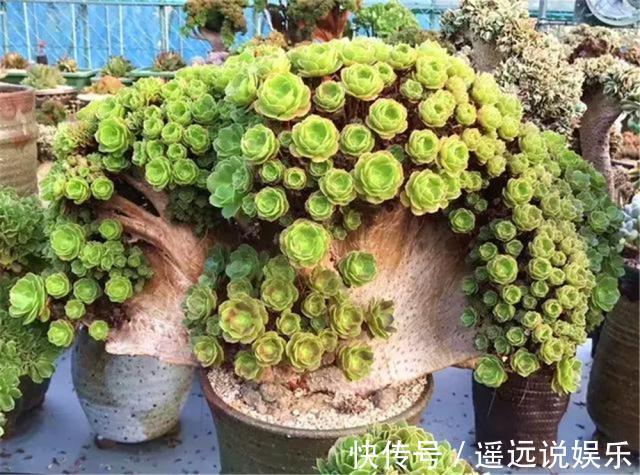 王奶奶养多肉,每月喷点“8毛钱”1包的药,轻松长成“扇形老桩”