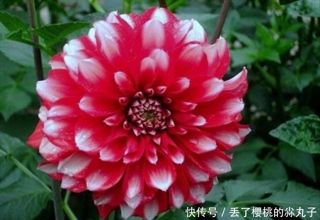 花朵却|自己种大丽花,掌握好方法,一朵花就会非常的美丽,非常的壮观