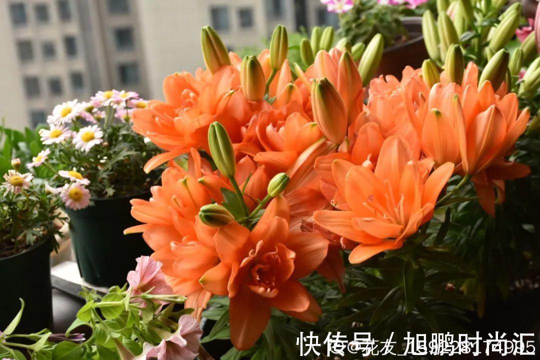 30种夏天花,热不死、晒不死,大半年都开花,还没病虫害