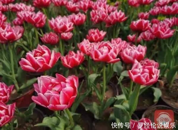 惊艳！郁金香花海、樱花雨，踏青赏花 来“这里”