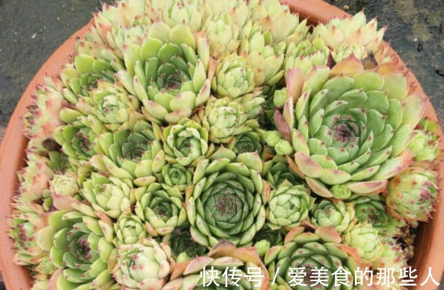 冬天养多肉观音莲,避开这4个误区,搁室内盆栽就能安全过冬