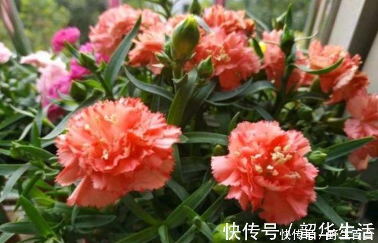 家里养这几款植物,娇小不占地,花美色艳,花儿轻松开爆盆