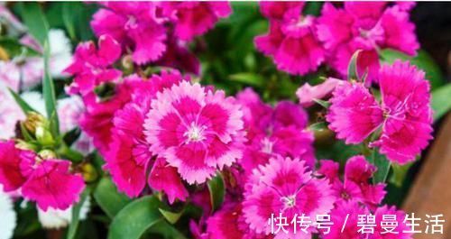 四种花适合放在客厅，长势好、花色艳，雍容华贵，养护简单！