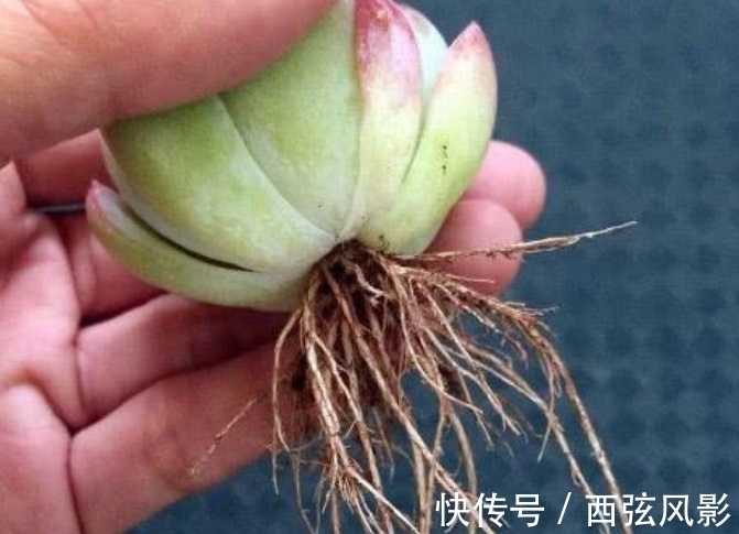 冬季多肉上盆,做好3件事,栽上生根快,早服盆