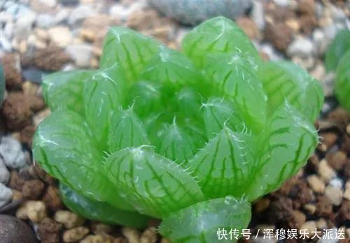 此花是晶莹剔透的宝石，闪耀靓丽波光粼粼，让人感到无尽的幸运！