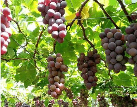 食物|吃葡萄一小时内, 别碰3种食物, 影响身体健康,早知早受益