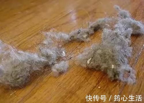 吸尘器|屋里两三天没有打扫就会出现很多“毛毛”,这是怎么回事?