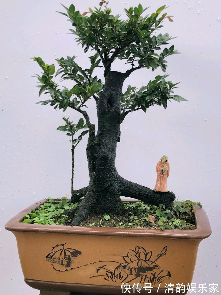 枝繁叶茂|养护黑骨茶盆景,注意5个事项,不黄叶卷叶,枝繁叶茂好造型