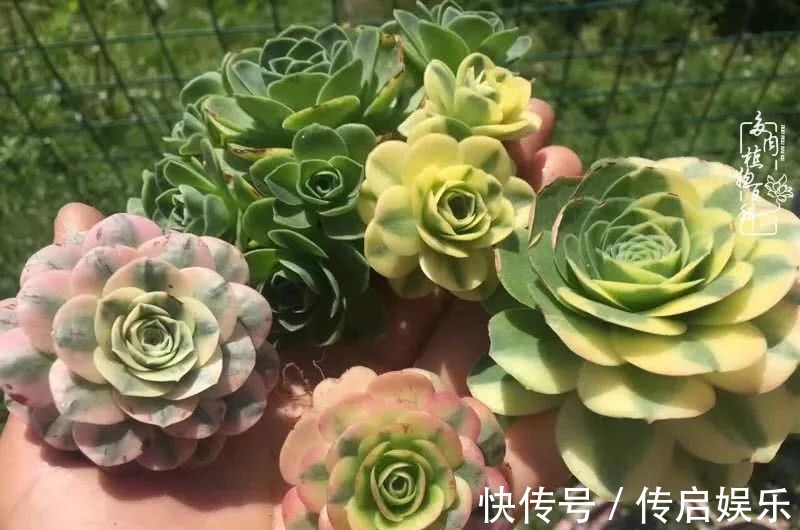 科普“山地玫瑰锦”万中无一，仙气缭绕！附养护知识！