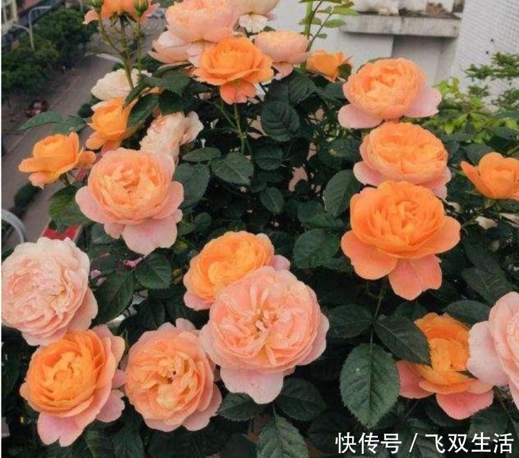 爆盆|四种花常年开花易爆盆,花朵大花期长,比牡丹还美,年年开花美翻