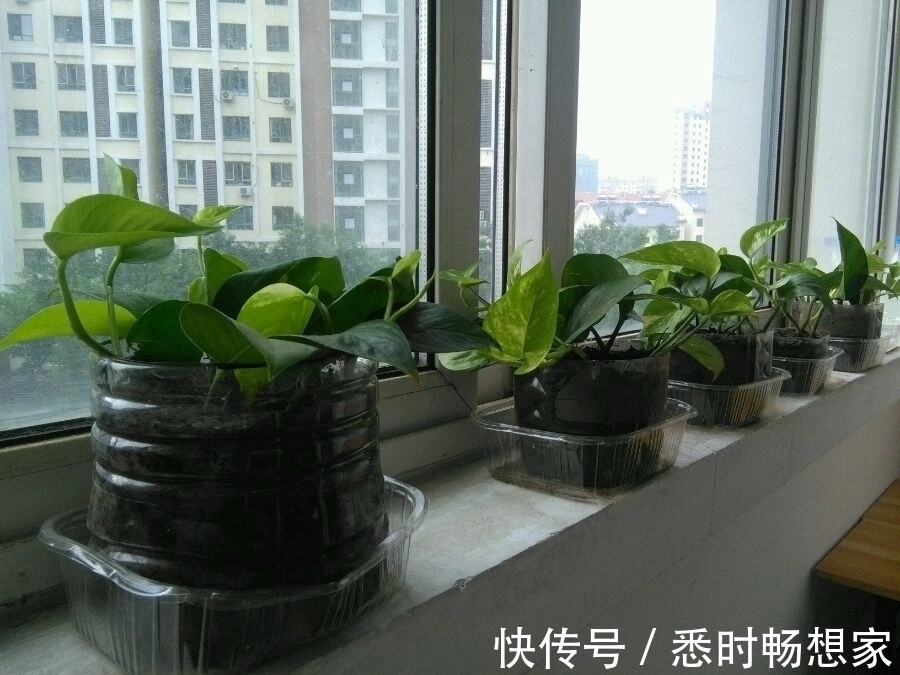 修剪|绿萝太密了该如何分盆脱盆分株和砍头扦插,长势旺叶片绿油油