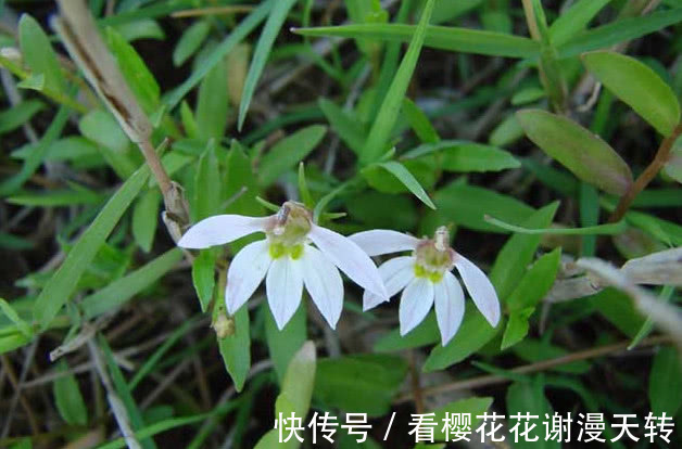 一种野草花开像“莲花”，它好看还是好药材，只是如今少见很稀罕