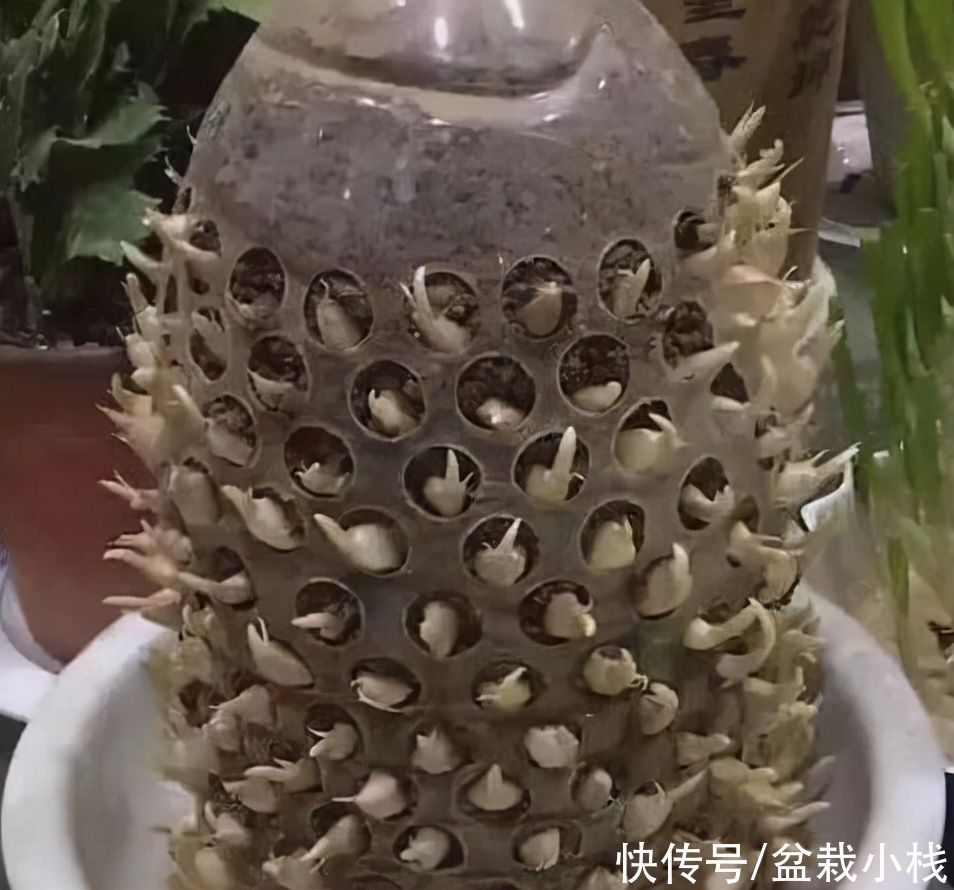 阳台上|废油桶别扔，这样处理一下，养花种菜样样行