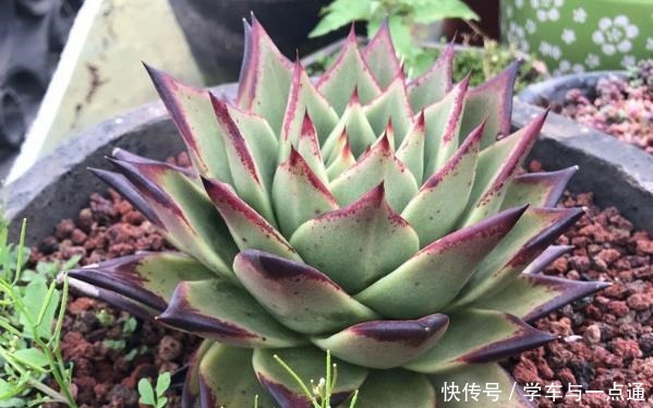 数以万计的多肉,知道这四大类,你就是多肉词典!