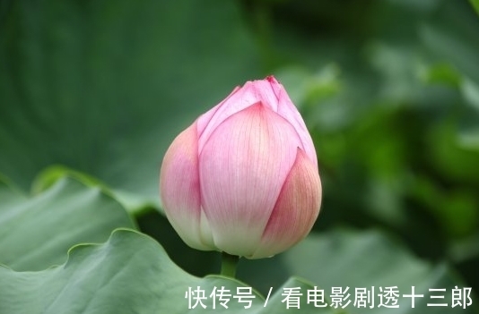 桃花朵朵开|8月1日开始，4属相运势上吉，苦尽甘来，接横财、迎桃花