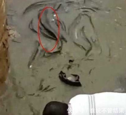 挖掘机施工挖塌一个洞,瞬间涌出黑乎乎一片