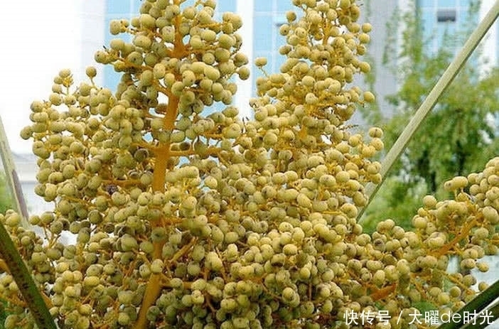 忽视|“营养价值高、浑身是宝”却被南方人忽视,北方人想吃都没有!