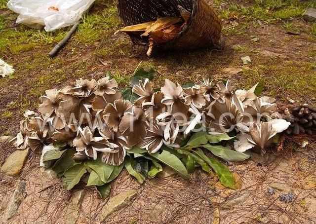 大山珍|農村不起眼的9大山珍,認識4個以上,說明你是真正的農村人!