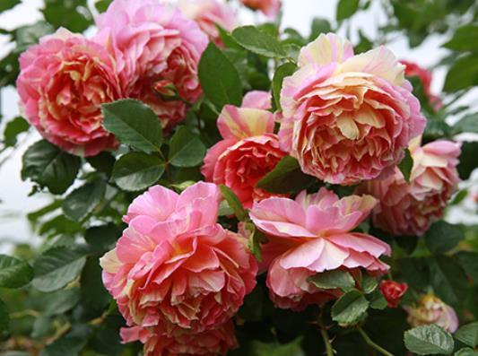 喜欢菊花，不如养盆彩蝶，花开清香扑鼻，花姿优雅，太美了