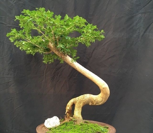 珍珠黄杨|一种树型古朴的植物盆景，四季常青，好养护，非常适合放在室内观赏