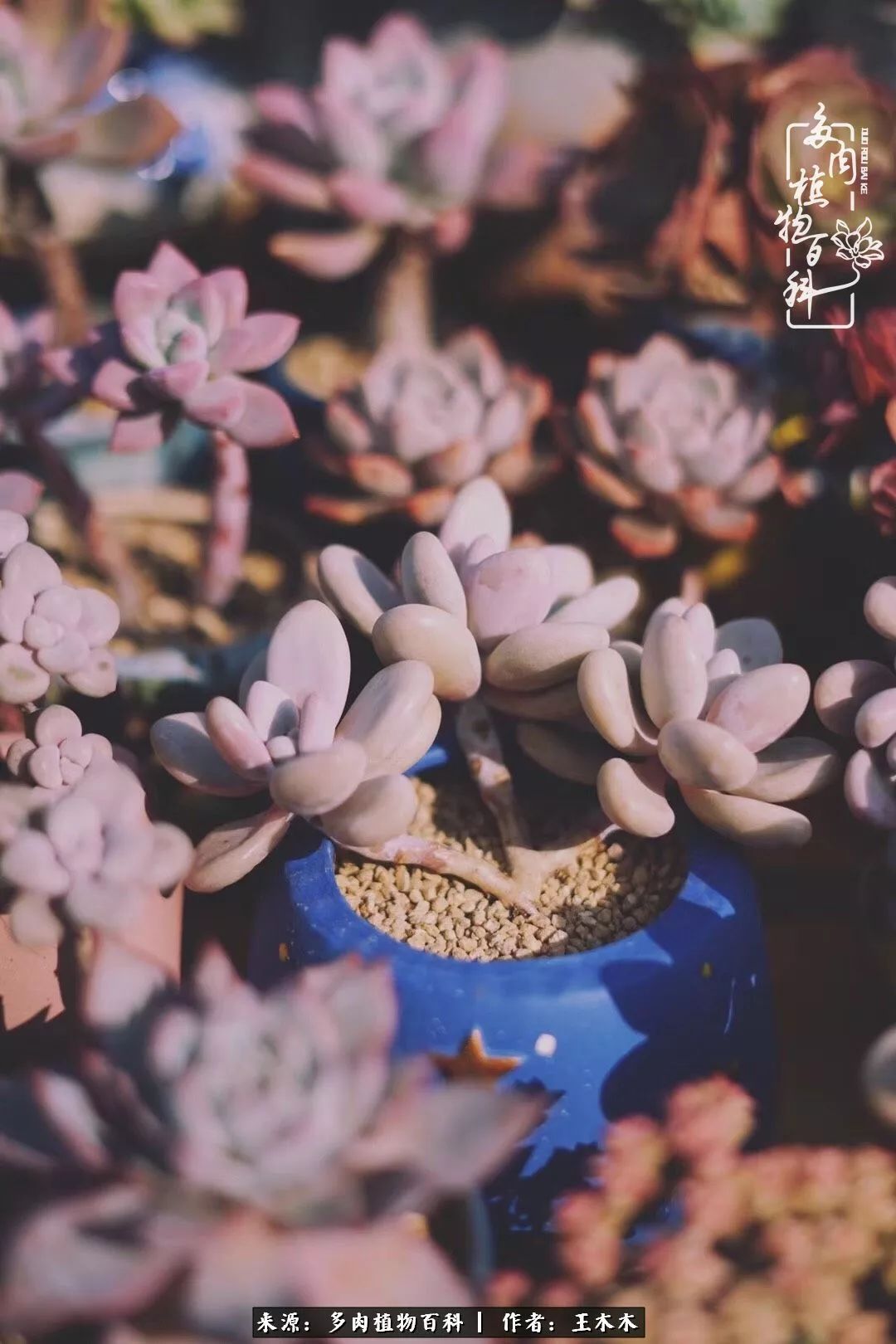 爱上多肉的第三个年头回看励志对比图，感悟岁月静好！