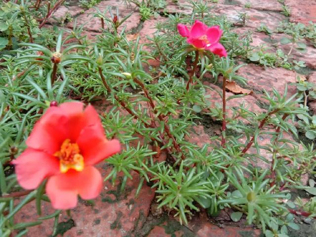 朱顶红|真正的花坚强，墙缝、地缝都能长，开花特别旺！