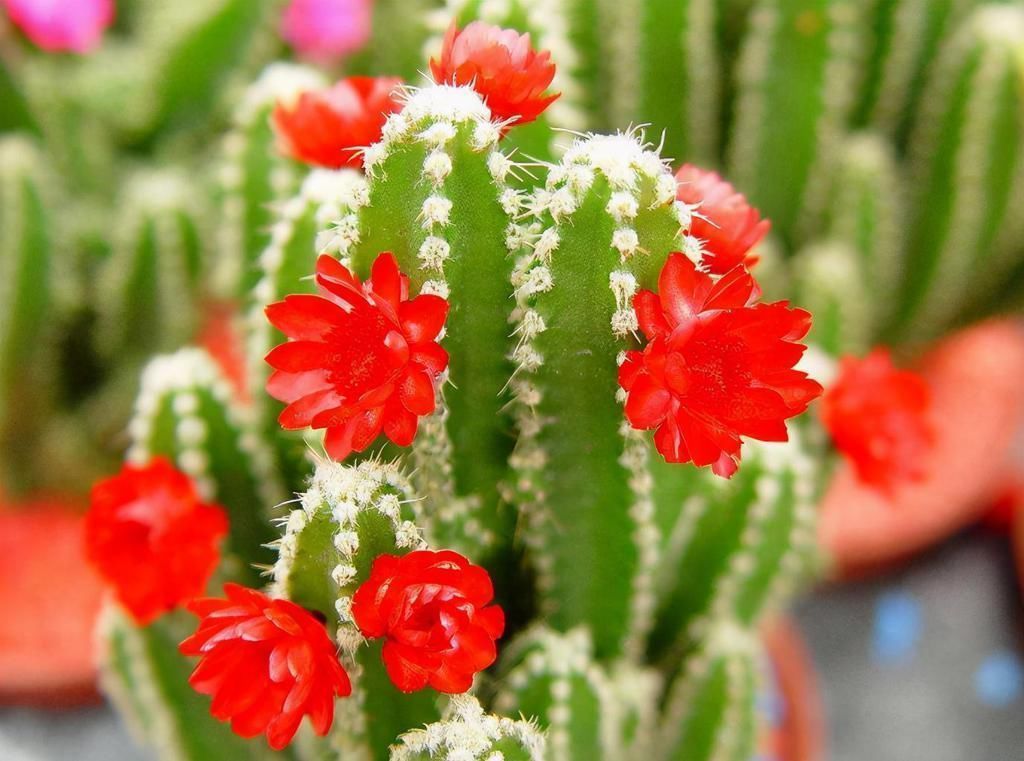 虎刺梅|看看这几种花,赶紧搬到室外吧,看着美但真不能养在屋里