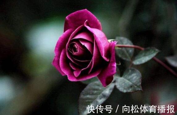 喜欢玫瑰，不如养“菊中珍品”，花似九连环，金光闪闪，开花绚丽