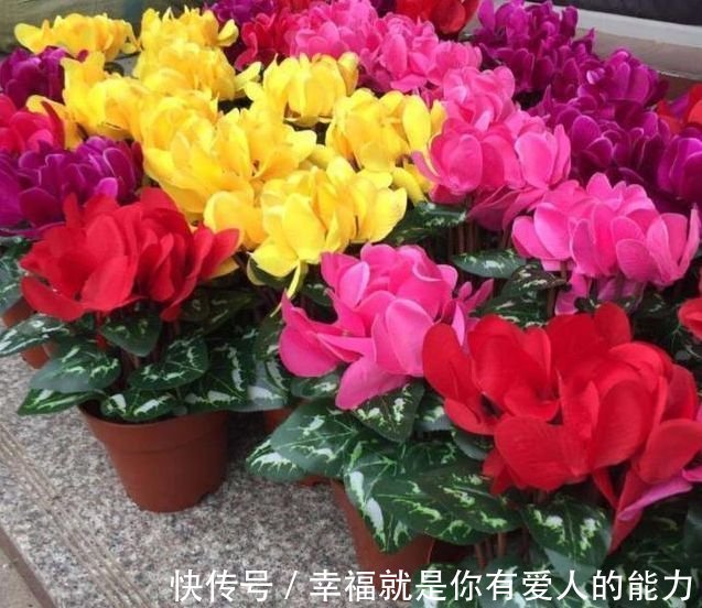 养花就养4种花,好养易活花量大,浇点水就疯长,花开爆盆超惊艳