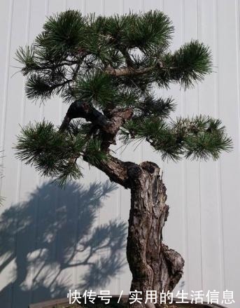 植物|富贵人家爱摆“6种花”,不仅外形美,还越养越值钱,再贵也要买!