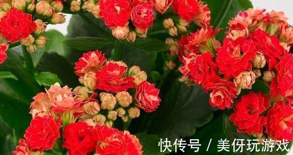 袖珍|农历10月初6立冬后，养什么花？以下3种花，富贵吉祥福开新运