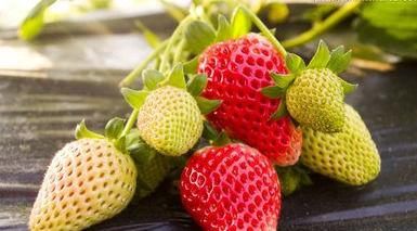 會吃的人才長壽，推薦以下食物，排毒護膚，潤腸通便，好處多多