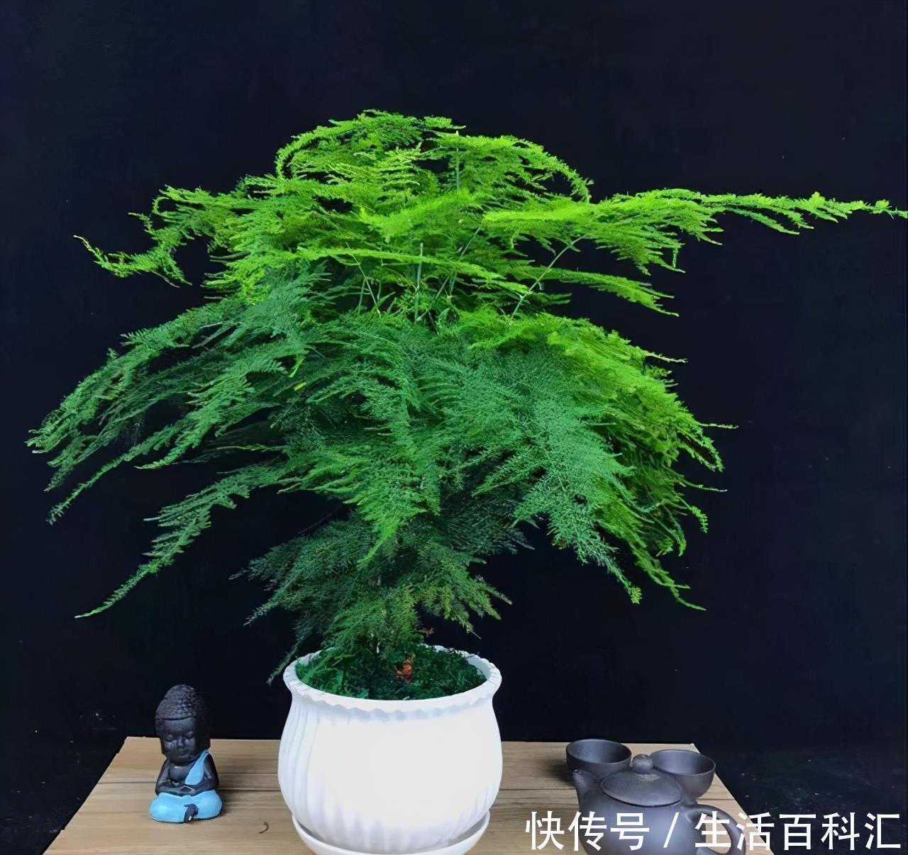 风水|家里养上5种“竹”,吉祥“好运”,清雅大气,添福又添丁