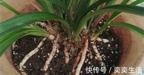 什么松针土、腐叶土都不如这种土,土壤疏松又肥沃,养啥都爆盆