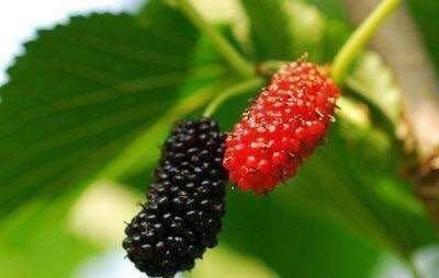 食物|夏天来了,不妨多吃三食物,补血养颜,提高免疫力,还可以抗衰老