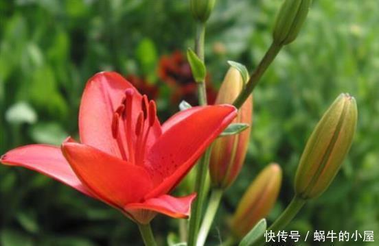 一品红|喜欢养花,此5类盆栽别轻易买回家,买错了后果严重