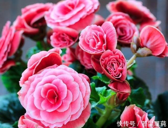 养花不开花用点“它”，催花好“助手”，喷一点点，花量翻倍！