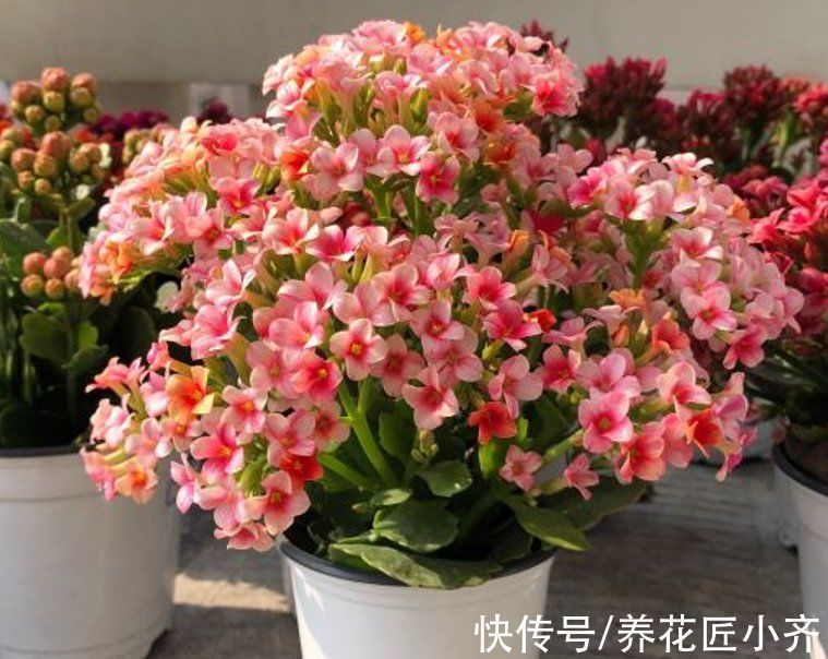 习性|长寿花习性要掌握,按照它的“4喜”养,四季都能开花,真漂亮