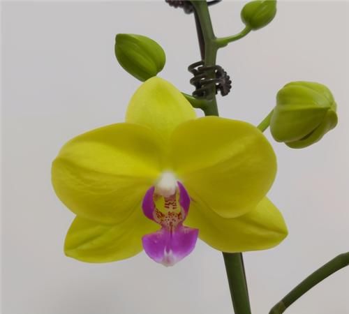  生长|1种兰花不娇气，家里养一盆，串串花朵开不停，喜庆又大气