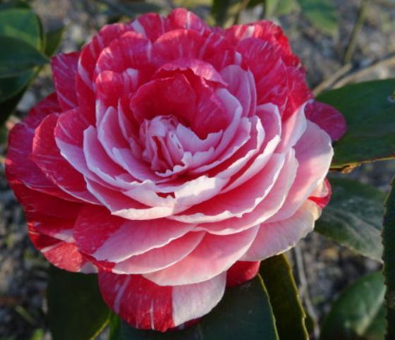 养花总“养死”3种“廉价花”养一盆，3月不用管，照样花儿爆